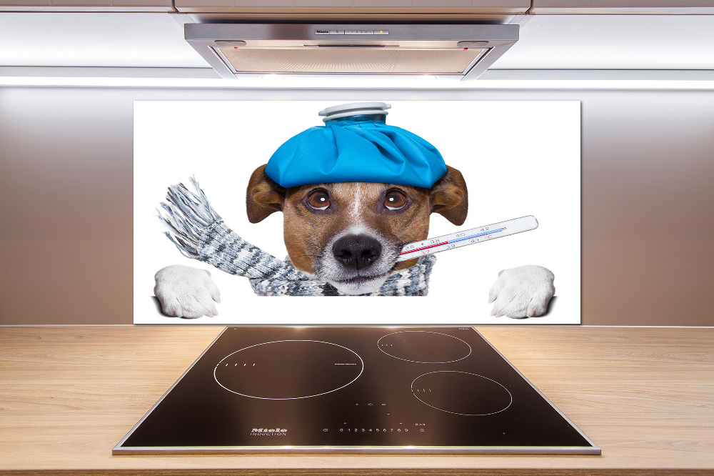 Cooker splashback Sick dog