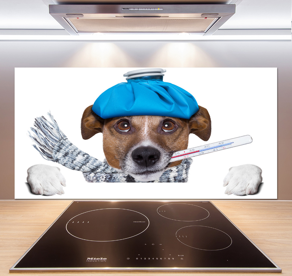 Cooker splashback Sick dog