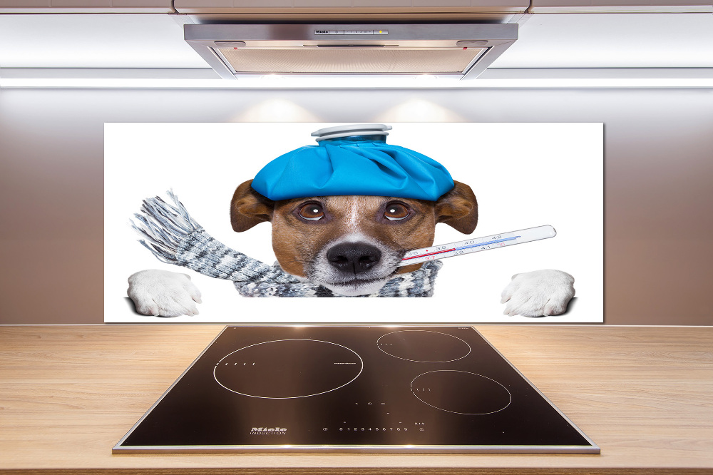 Cooker splashback Sick dog