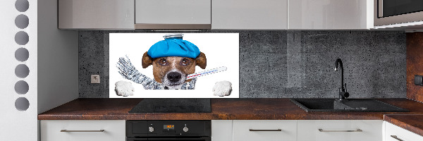 Cooker splashback Sick dog