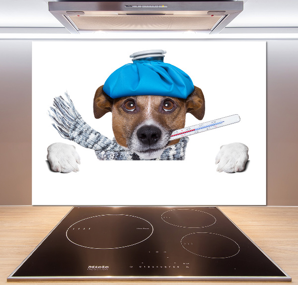 Cooker splashback Sick dog