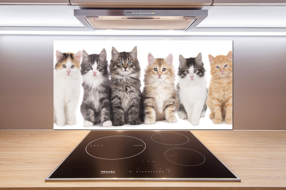 Cooker splashback Six cats