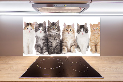 Cooker splashback Six cats