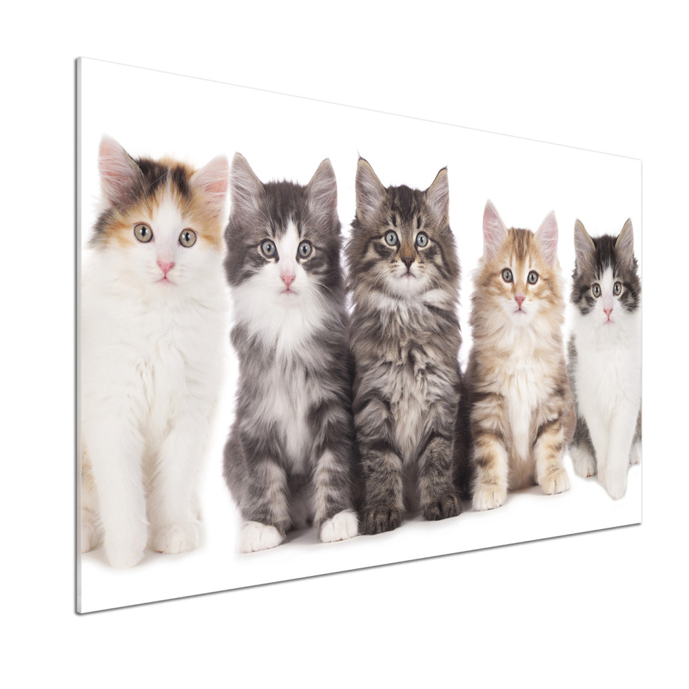 Cooker splashback Six cats