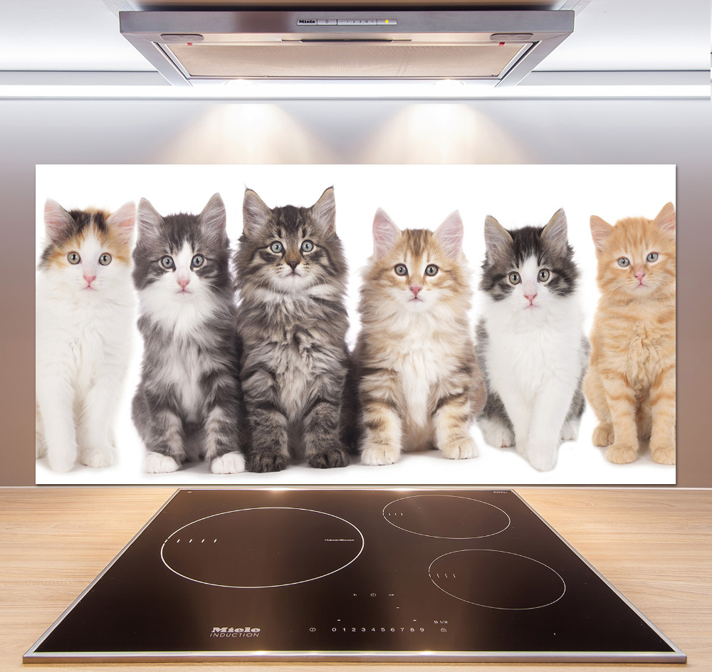 Cooker splashback Six cats