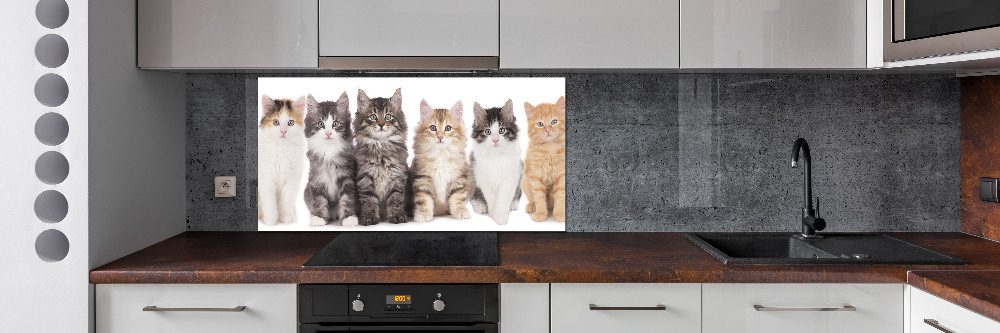 Cooker splashback Six cats