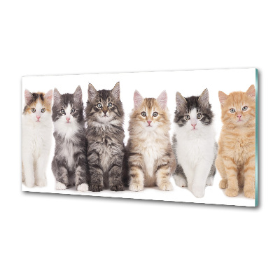 Cooker splashback Six cats