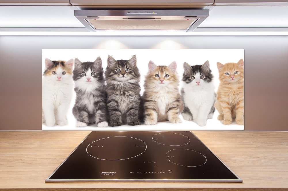 Cooker splashback Six cats