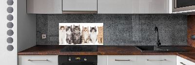 Cooker splashback Six cats