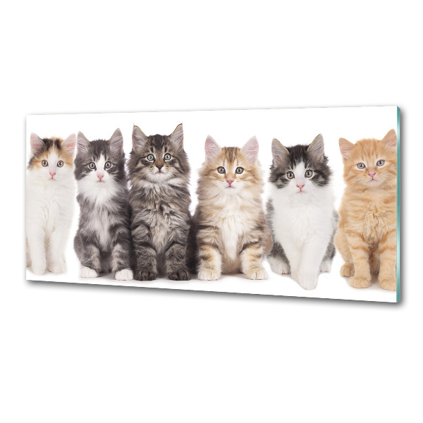 Cooker splashback Six cats