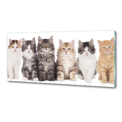 Cooker splashback Six cats