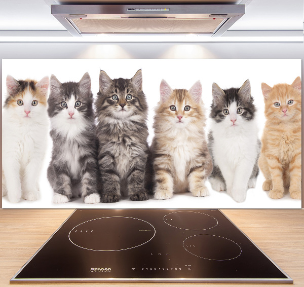 Cooker splashback Six cats