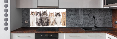 Cooker splashback Six cats