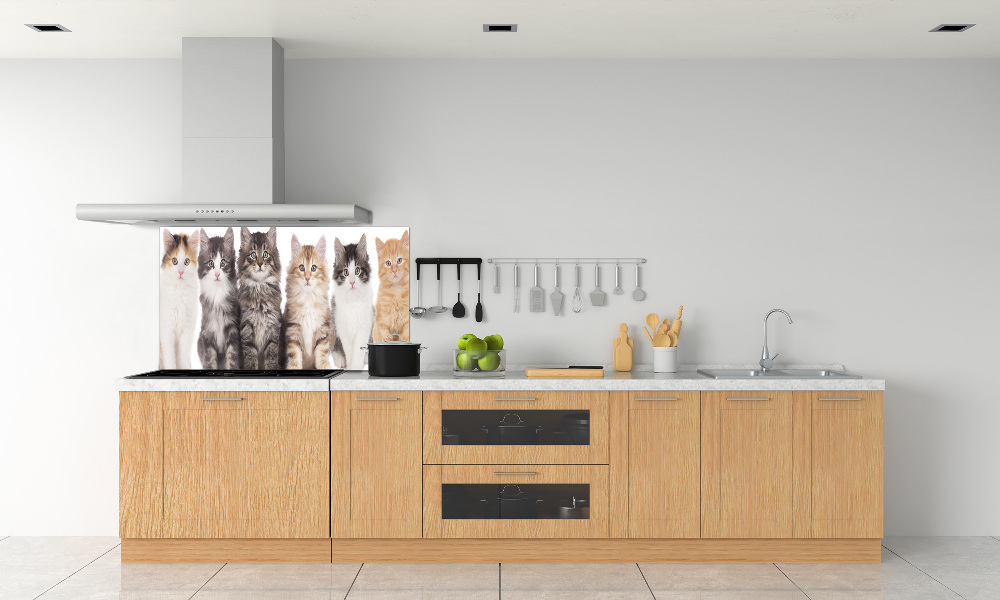 Cooker splashback Six cats