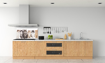 Cooker splashback Six cats