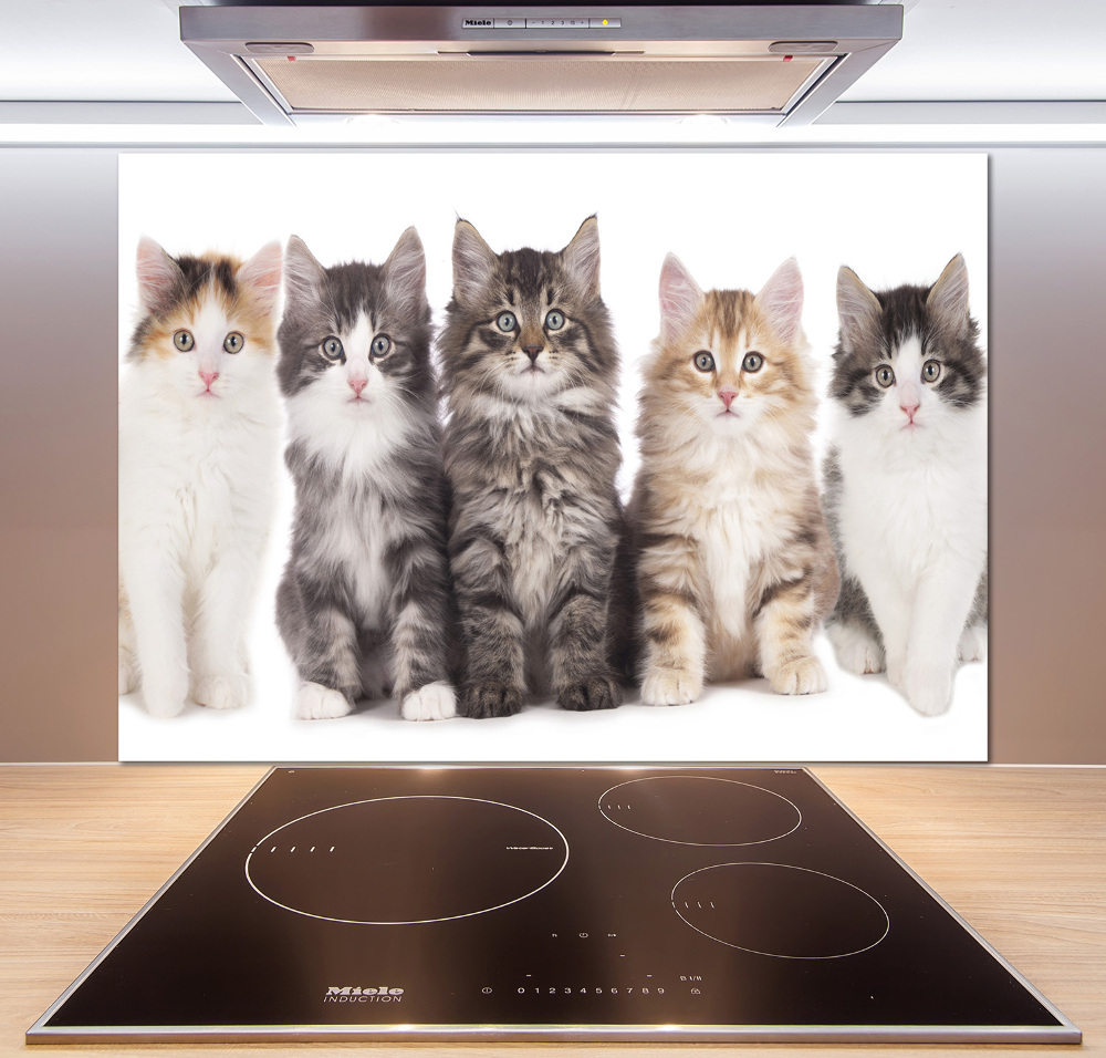 Cooker splashback Six cats