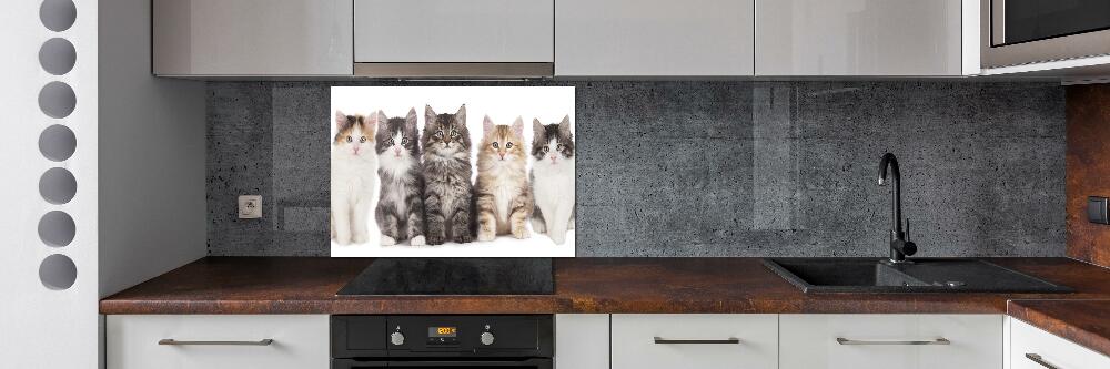 Cooker splashback Six cats