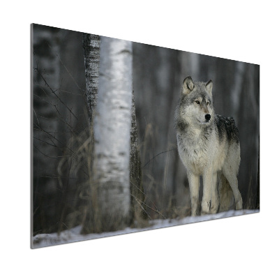 Cooker splashback Gray wolf