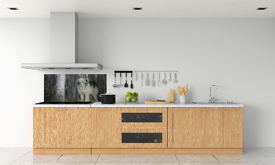 Cooker splashback Gray wolf