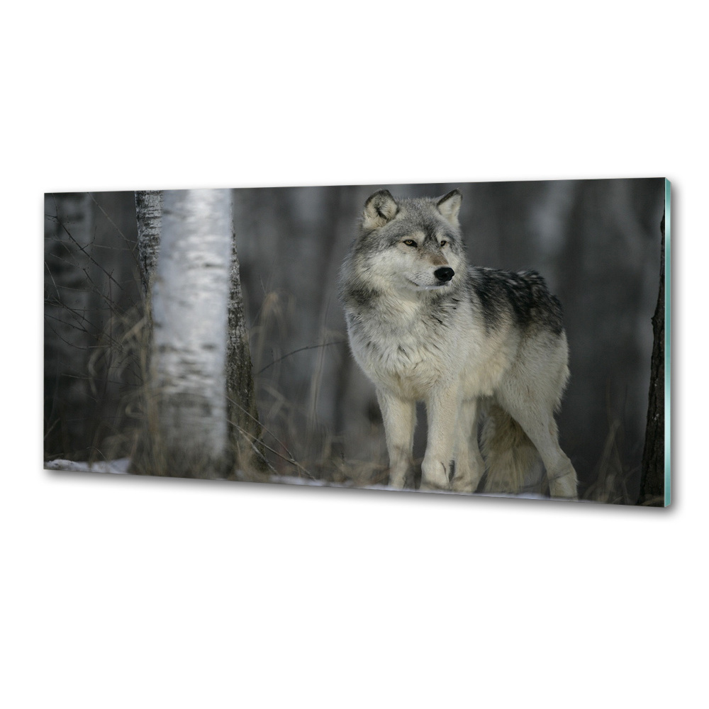 Cooker splashback Gray wolf