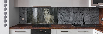 Cooker splashback Gray wolf