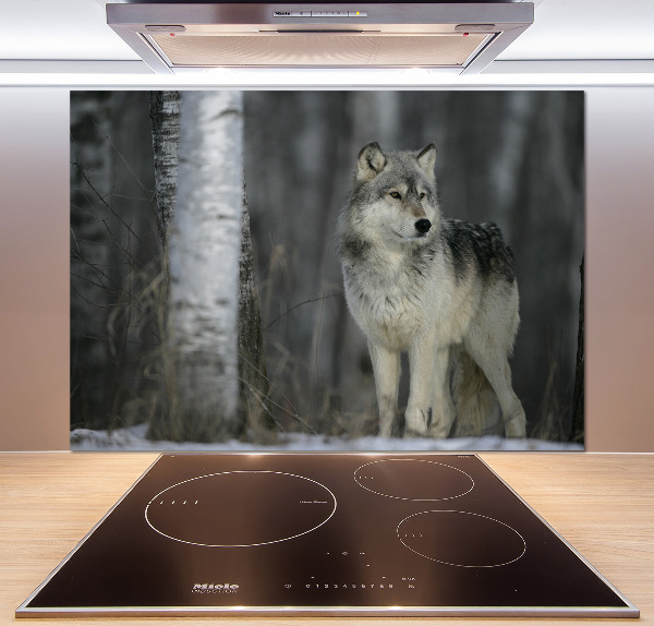 Cooker splashback Gray wolf