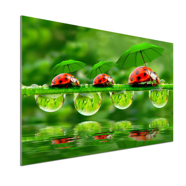 Cooker splashback Ladybugs