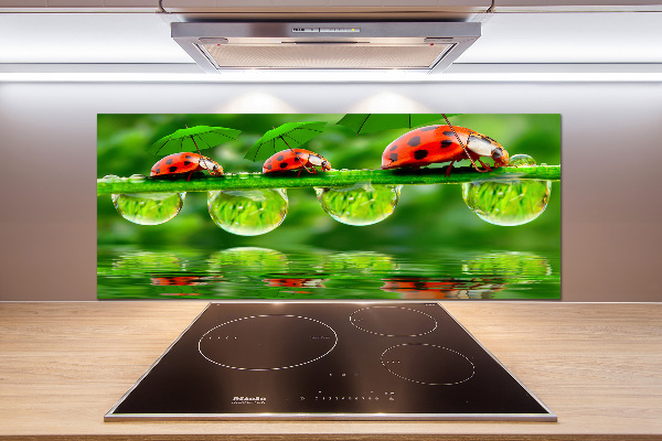 Cooker splashback Ladybugs