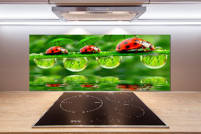 Cooker splashback Ladybugs