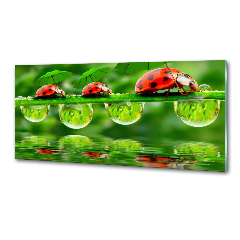 Cooker splashback Ladybugs