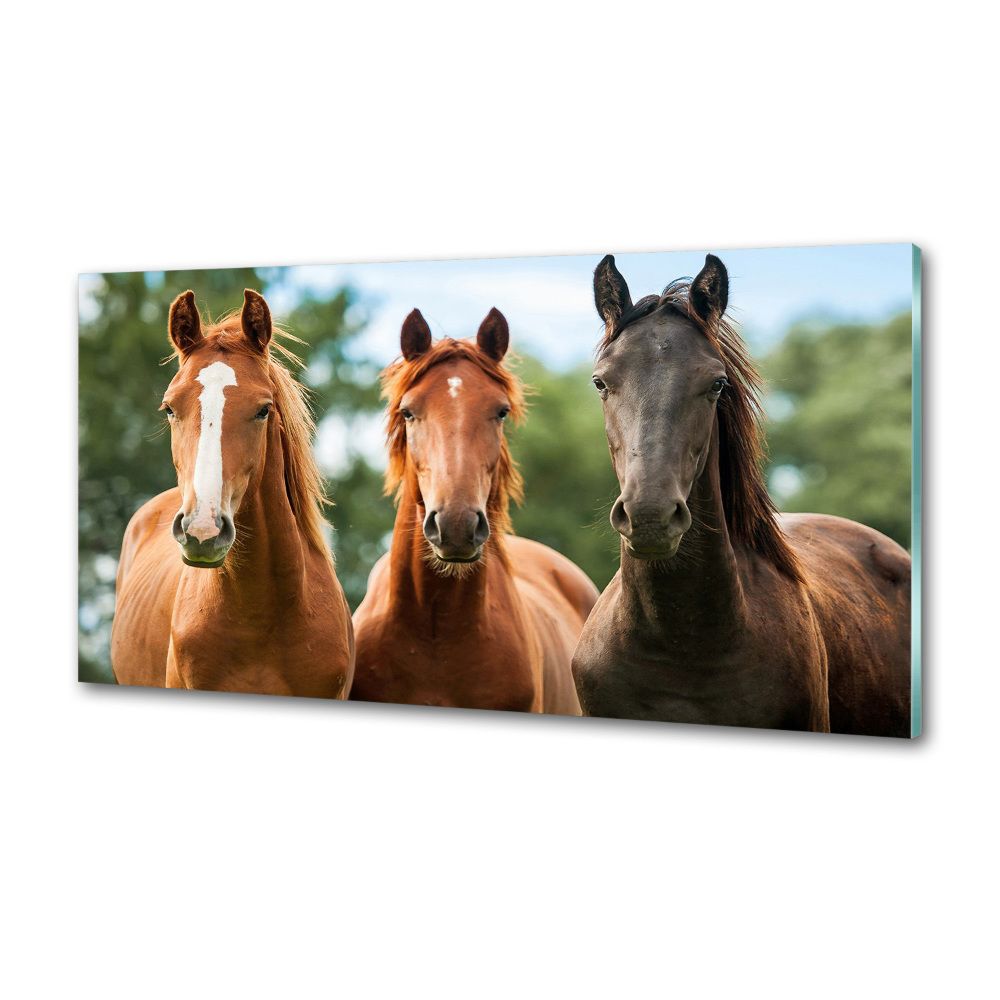 Cooker splashback Three horses