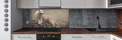 Glass splashback White wolf on the rock