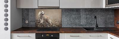 Glass splashback White wolf on the rock