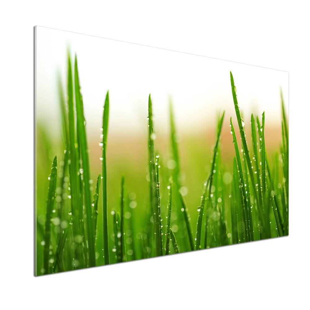 Cooker splashback Grass