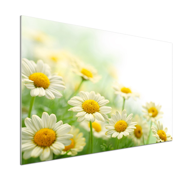 Cooker splashback Daisy