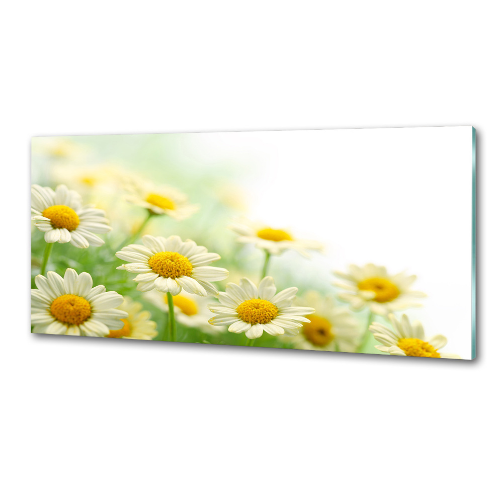 Cooker splashback Daisy