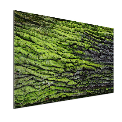 Cooker splashback Tree bark