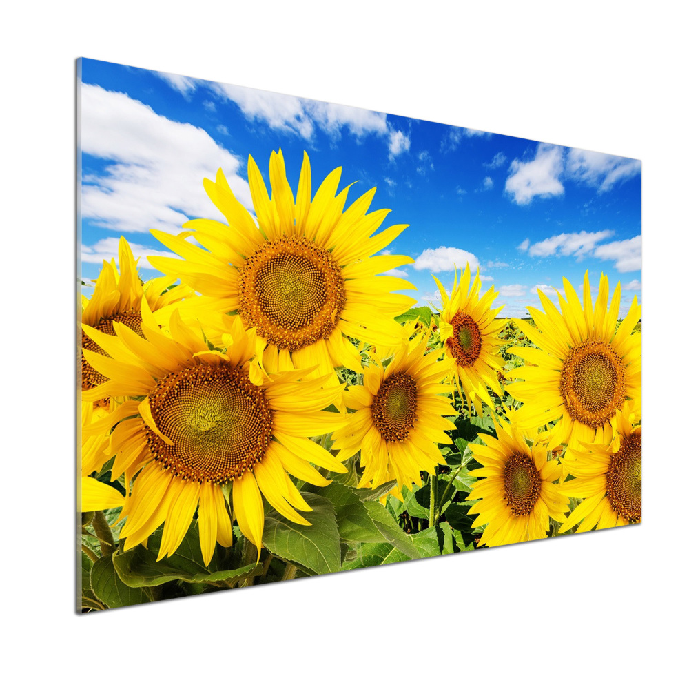 Kitchen splashback Sunflowers