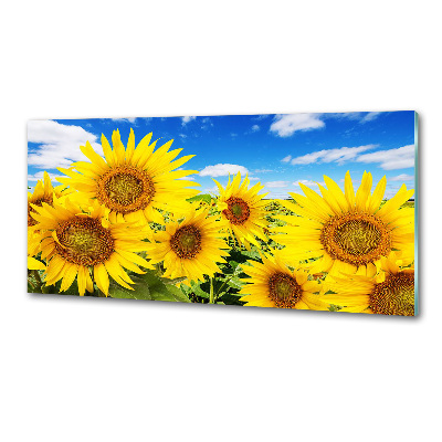 Kitchen splashback Sunflowers