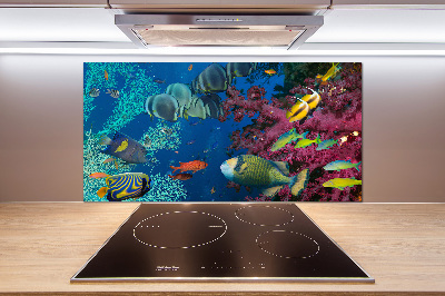 Kitchen splashback Coral reef