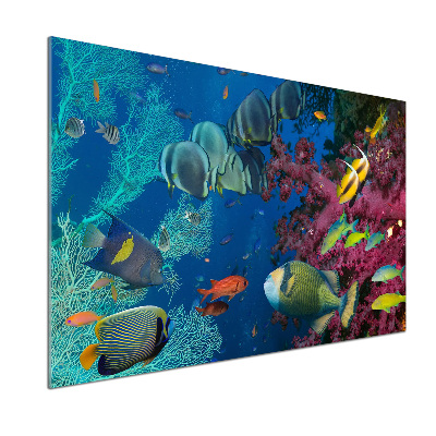 Kitchen splashback Coral reef