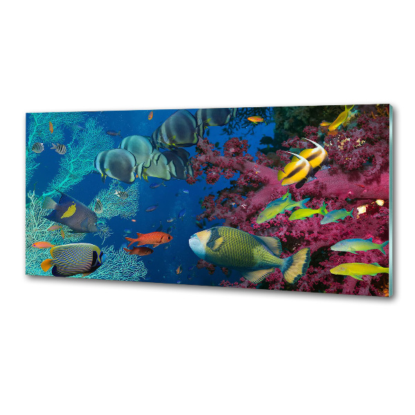 Kitchen splashback Coral reef