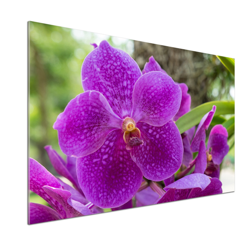 Kitchen wall panels Orchid