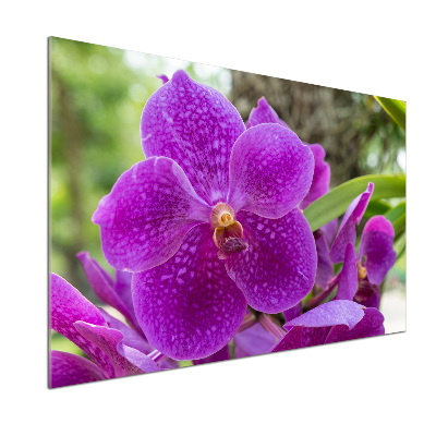 Kitchen wall panels Orchid