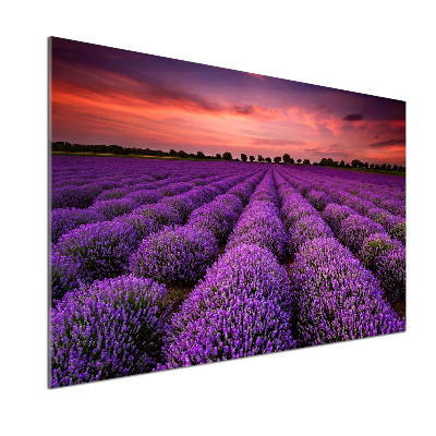 Cooker splashback Lavender field