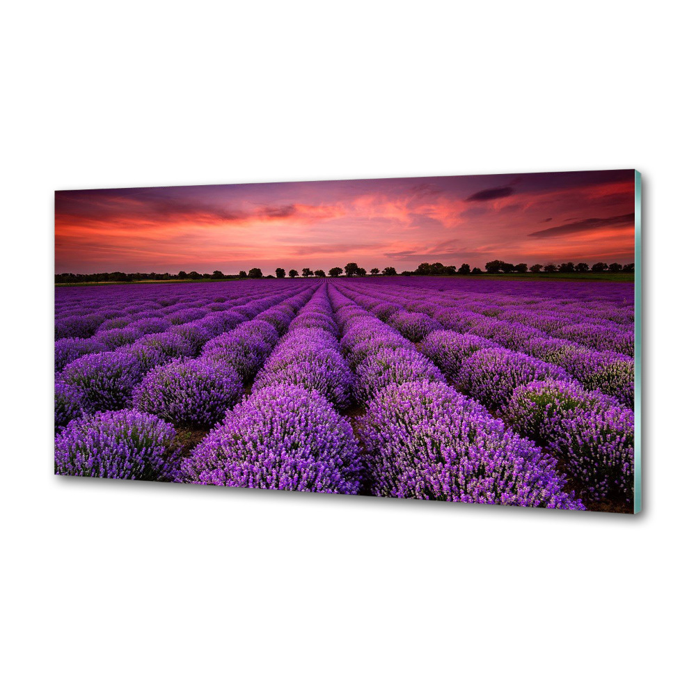 Cooker splashback Lavender field