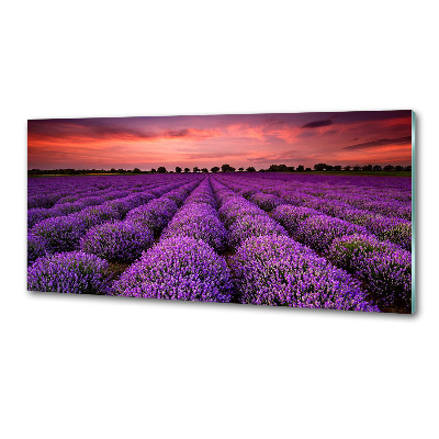 Cooker splashback Lavender field