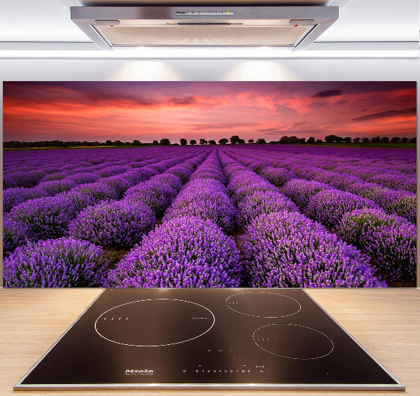 Cooker splashback Lavender field