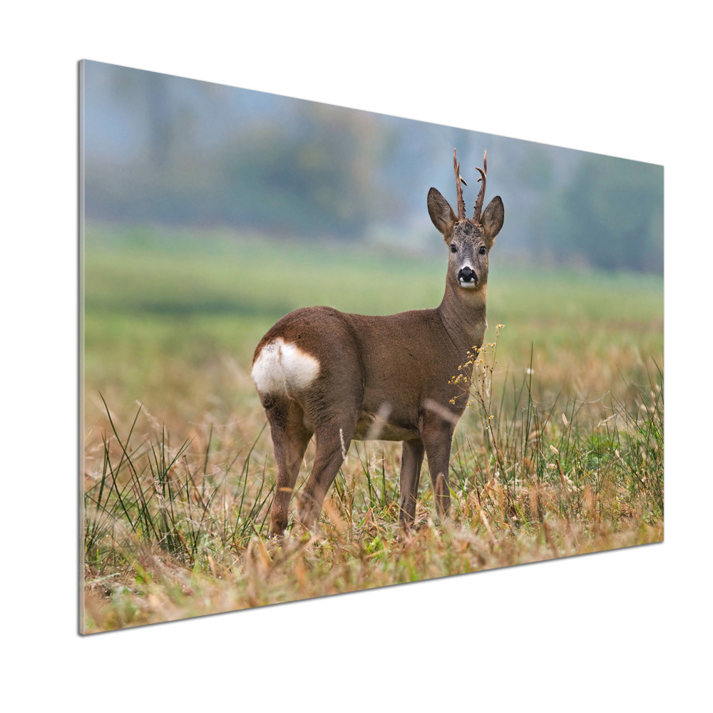 Cooker splashback Roe