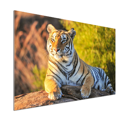 Cooker splashback Portrait of a tiger